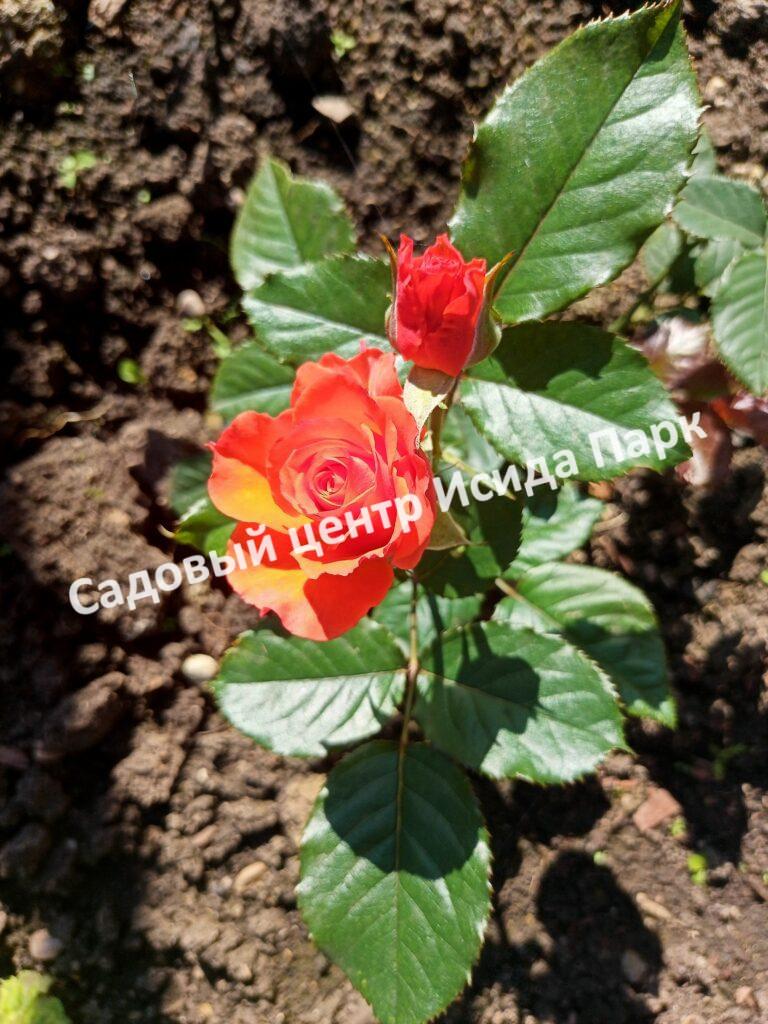 Роза Алегрия (Alegria, Ruiortro)
