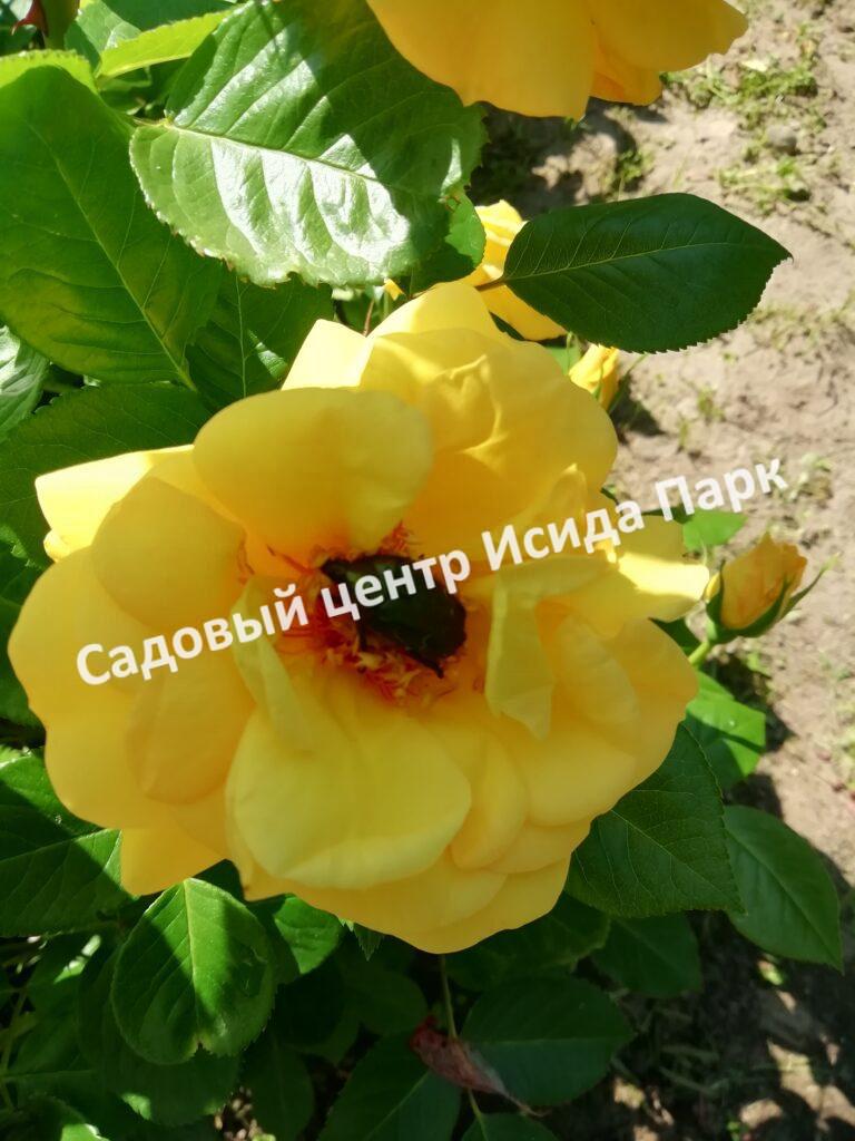 Роза Артур Белл (Arthur Bell)