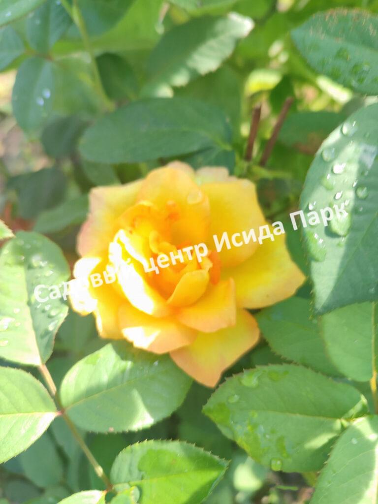 Роза Артур Белл (Arthur Bell)