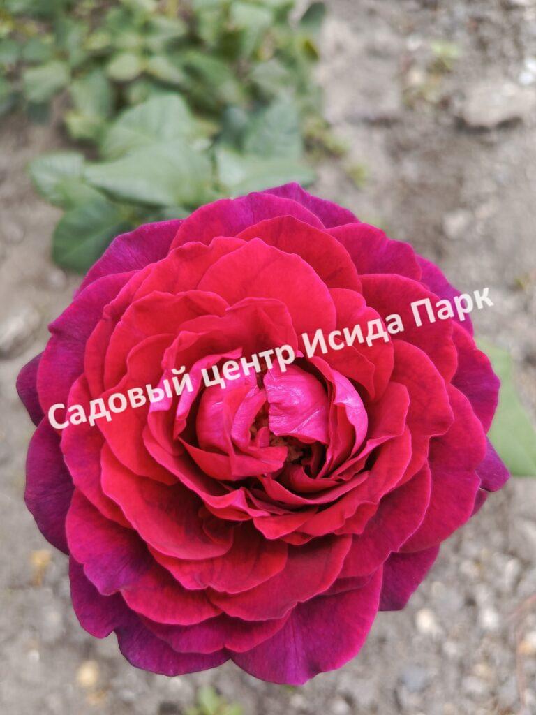 Роза Астрид Граффин фон Харденберг (Astrid Grafin von Hardenberg)
