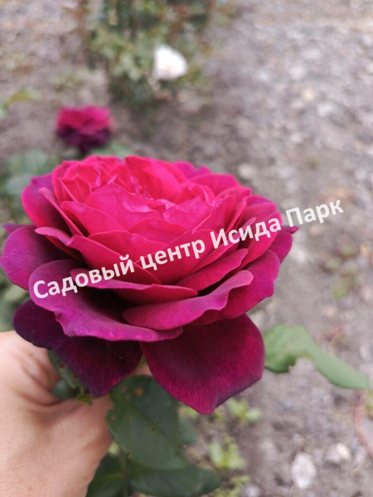 Роза Астрид Граффин фон Харденберг (Astrid Grafin von Hardenberg)