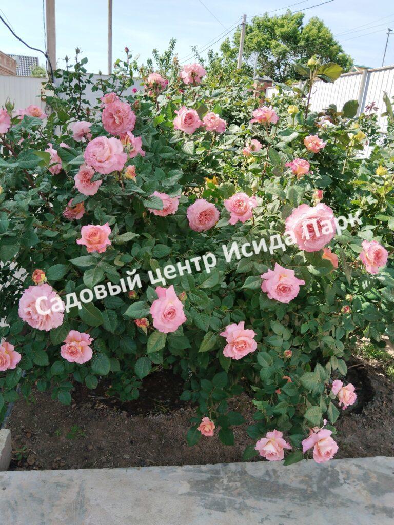 Роза Августа Луиза (Augusta Luise)