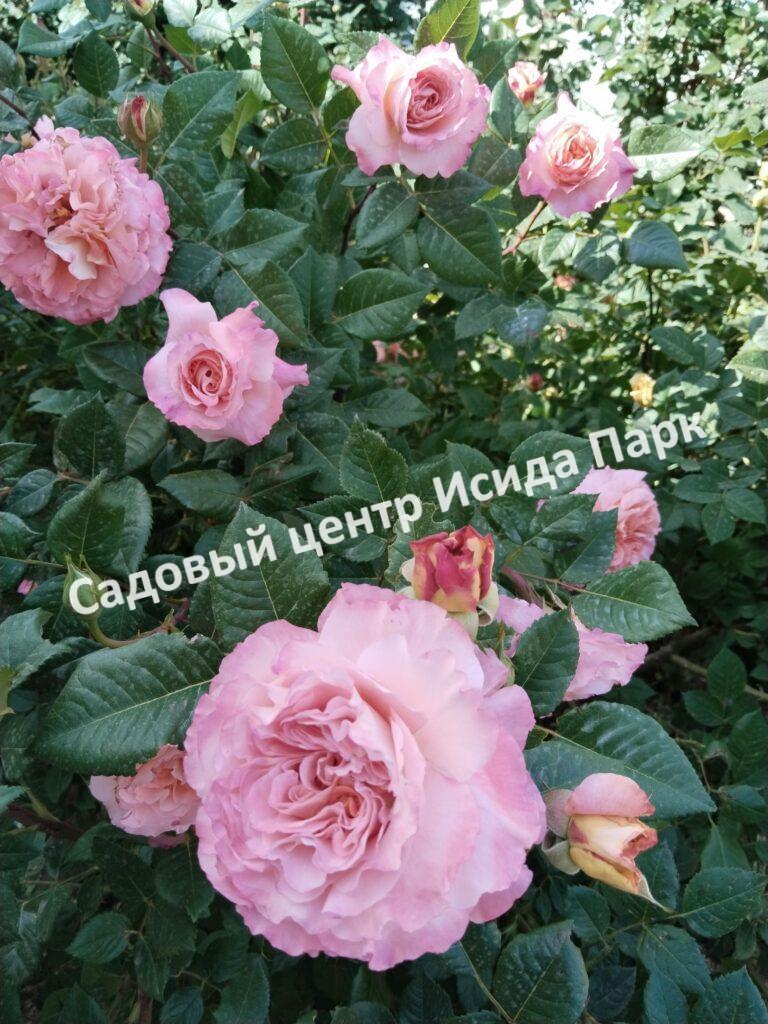 Роза Августа Луиза (Augusta Luise)