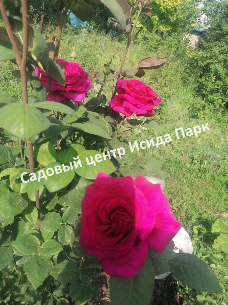 Роза Биг Перпл (Big Purple)