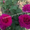 Роза Биг Перпл (Big Purple) 10