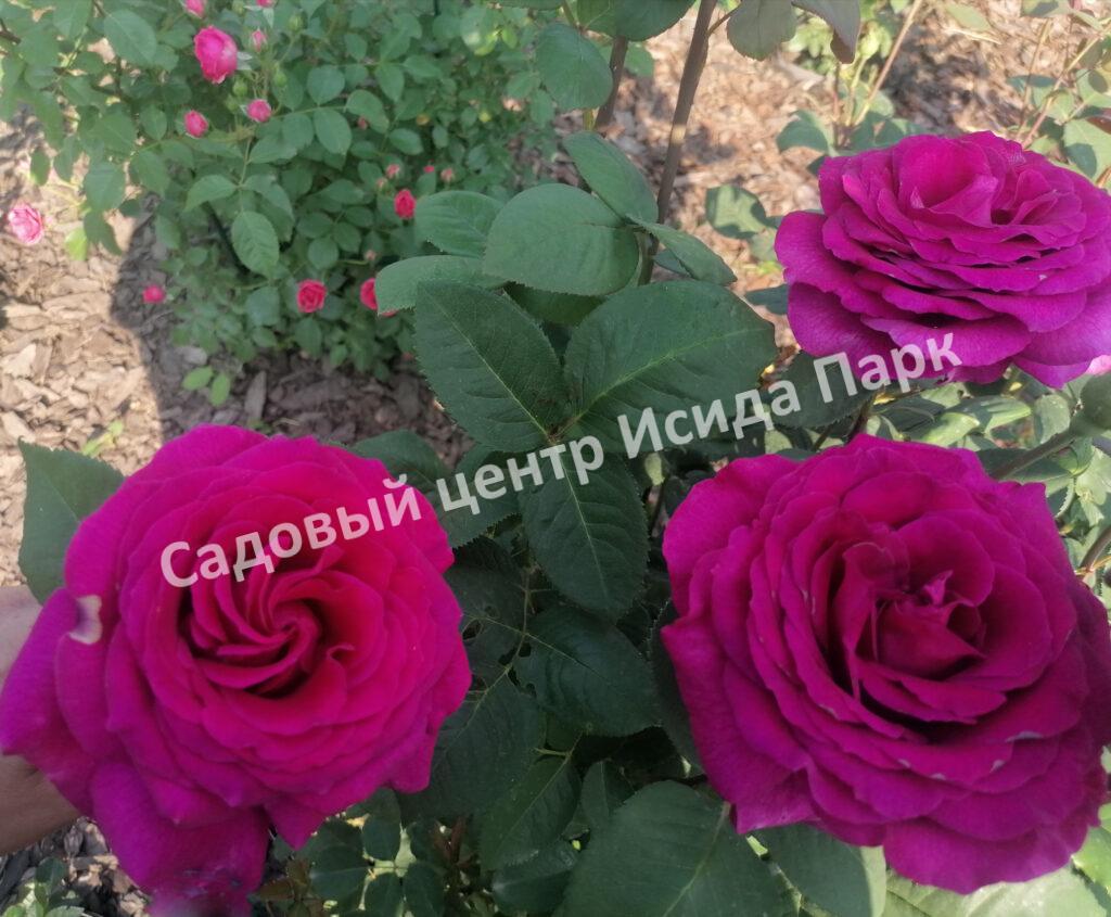Роза Биг Перпл (Big Purple)