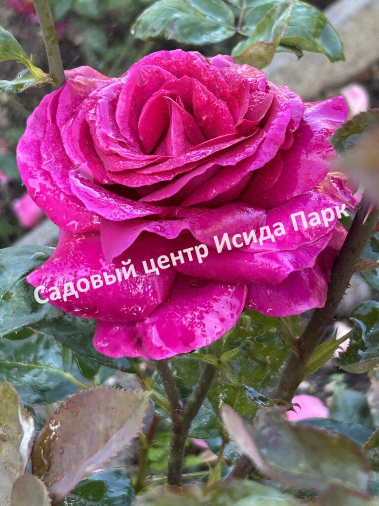 Роза Биг Перпл (Big Purple)