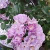 Роза Блю фо ю (Blue for You) 15