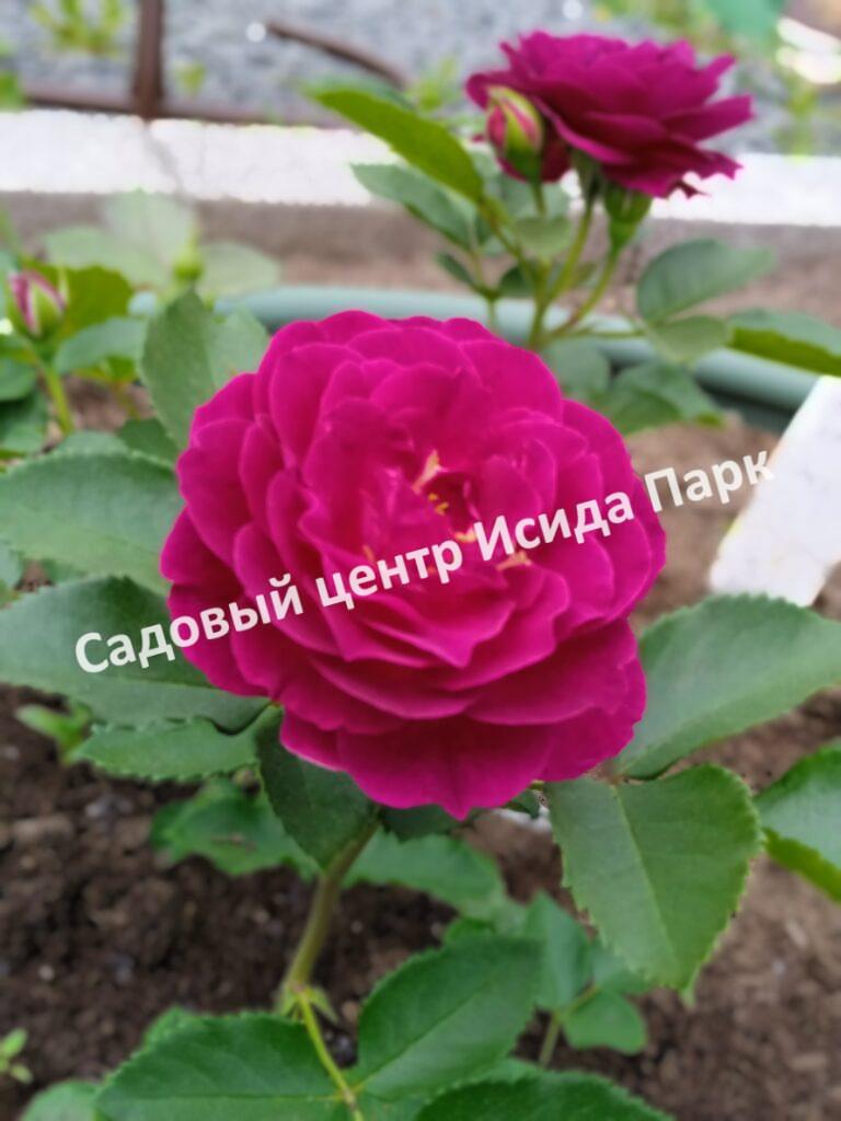 Роза Блю фо ю (Blue for You)