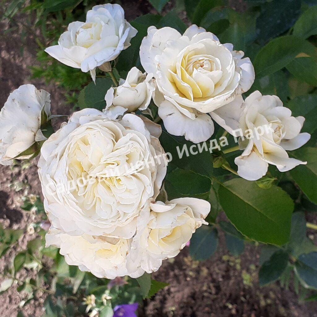 Роза Болеро (Bolero)