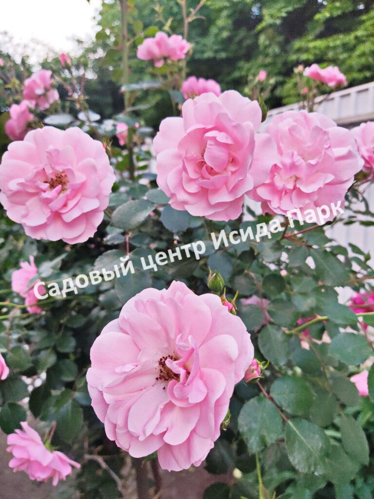 Роза Боника (Bonica)