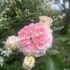 Роза Сезар, Цезарь (Cesar, MEIsardan, Romantic Occasion) 20