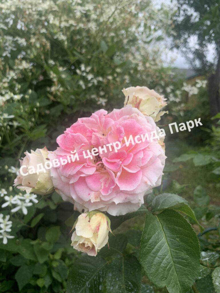 Роза Сезар, Цезарь (Cesar, MEIsardan, Romantic Occasion)