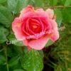 Роза Сезар, Цезарь (Cesar, MEIsardan, Romantic Occasion) 21