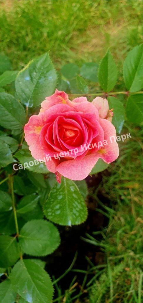 Роза Сезар, Цезарь (Cesar, MEIsardan, Romantic Occasion)