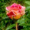 Роза Сезар, Цезарь (Cesar, MEIsardan, Romantic Occasion) 22