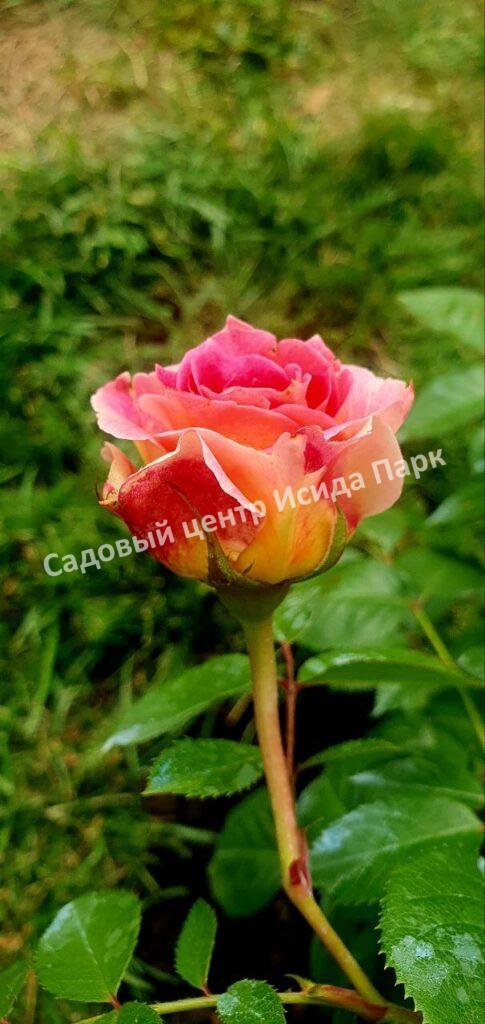 Роза Сезар, Цезарь (Cesar, MEIsardan, Romantic Occasion)