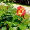 Роза Сезар, Цезарь (Cesar, MEIsardan, Romantic Occasion) 23