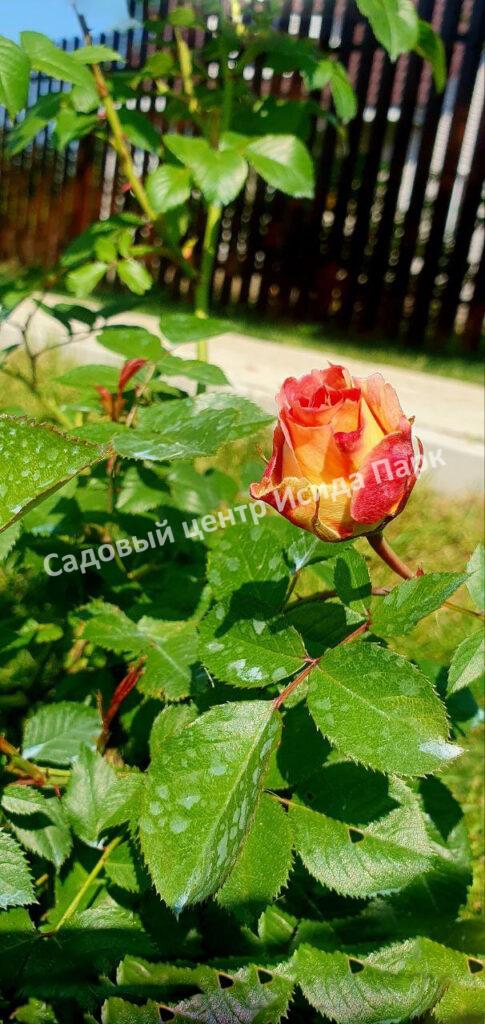 Роза Сезар, Цезарь (Cesar, MEIsardan, Romantic Occasion)