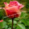 Роза Сезар, Цезарь (Cesar, MEIsardan, Romantic Occasion) 24