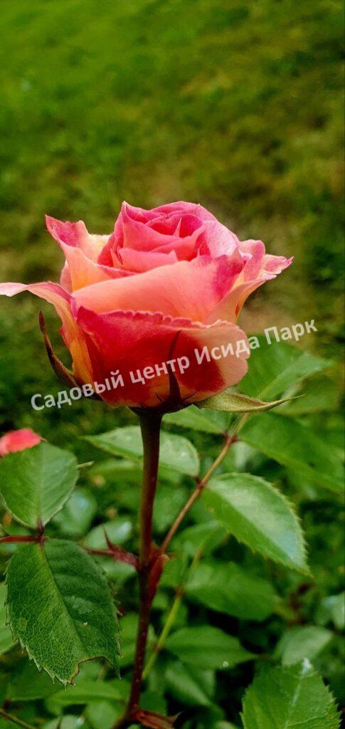 Роза Сезар, Цезарь (Cesar, MEIsardan, Romantic Occasion)
