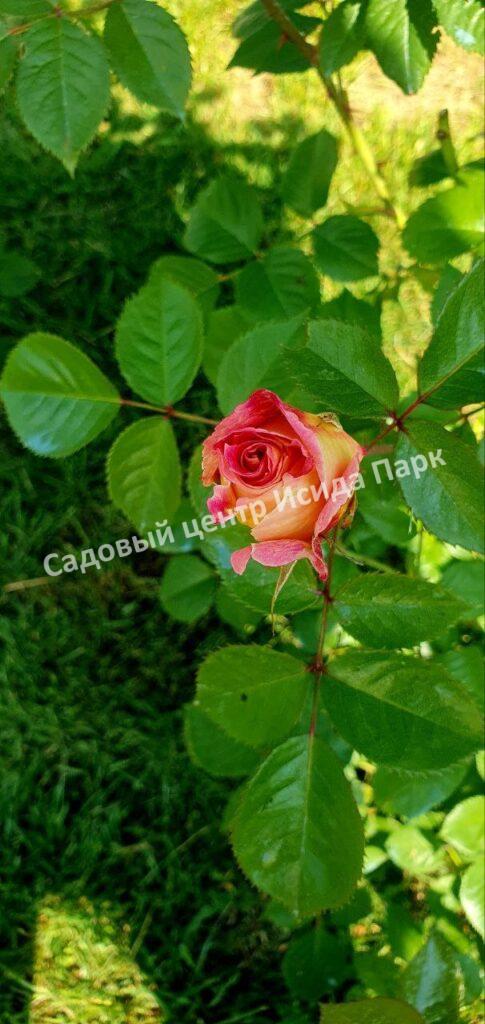 Роза Сезар, Цезарь (Cesar, MEIsardan, Romantic Occasion)