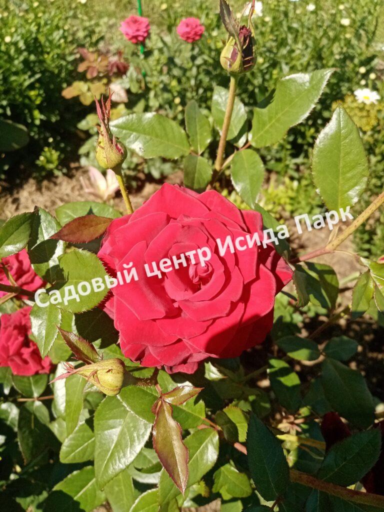Роза Черная магия (Black Magic)