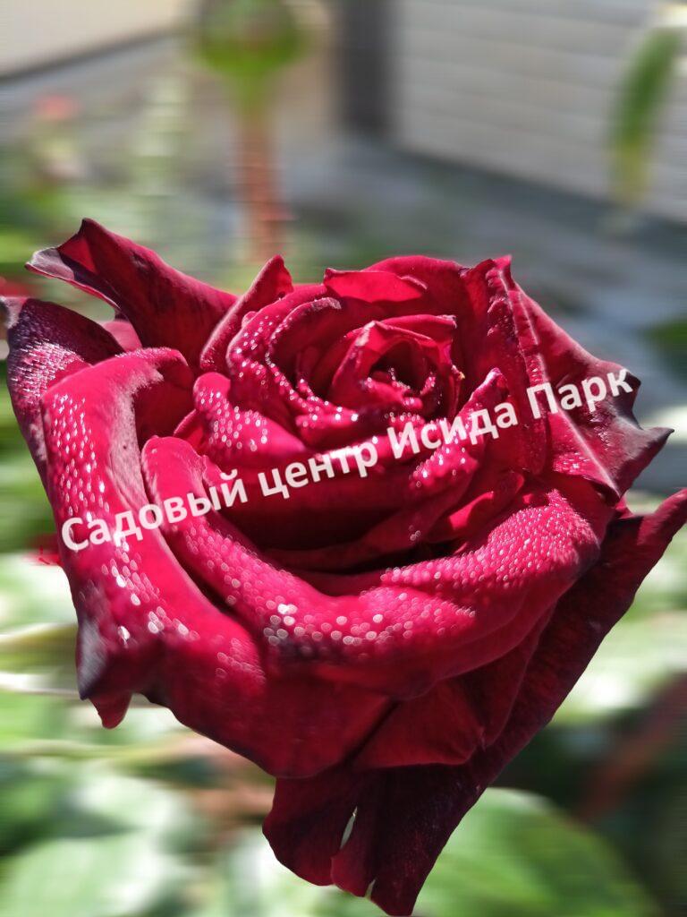 Роза Черная магия (Black Magic)