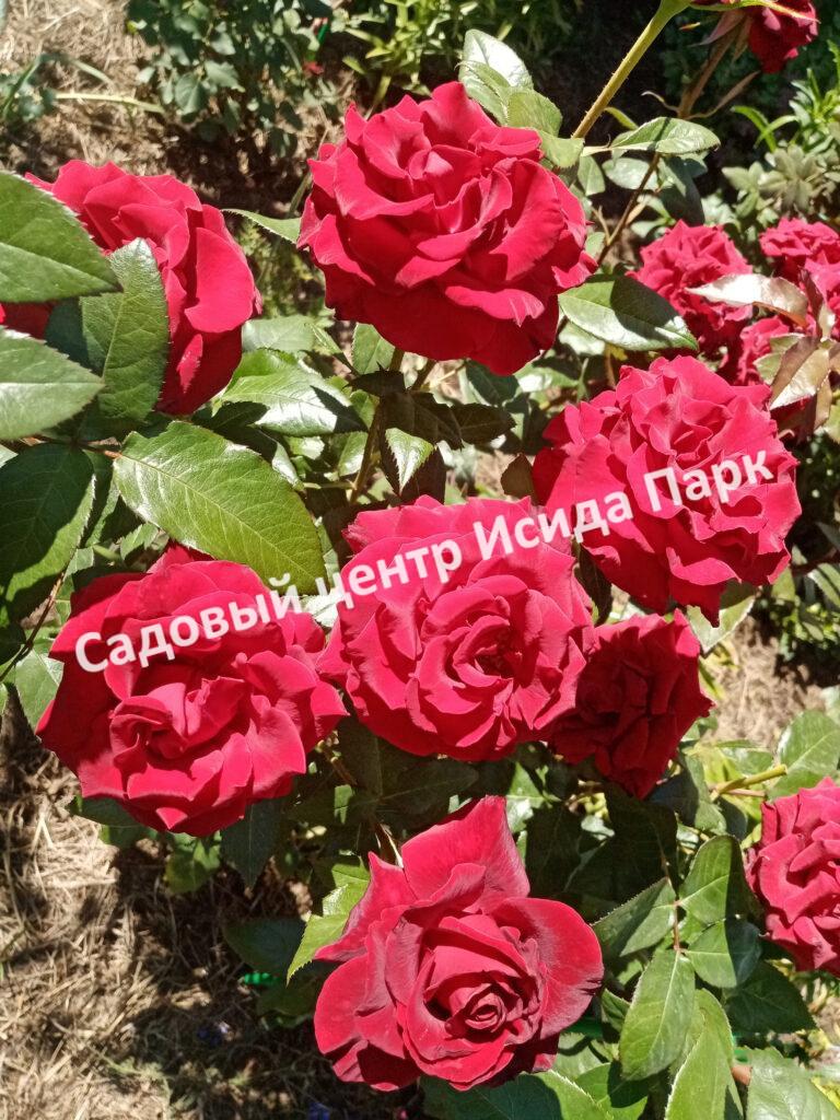 Роза Черная магия (Black Magic)