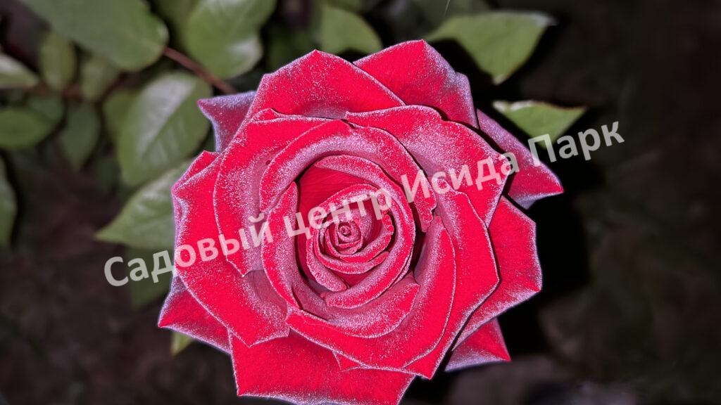 Роза Черный принц (Black Prince)