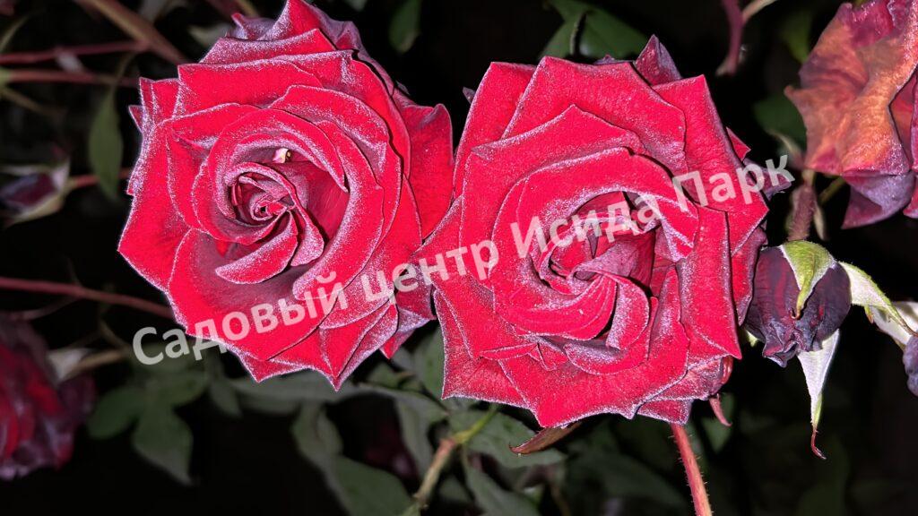 Роза Черный принц (Black Prince)