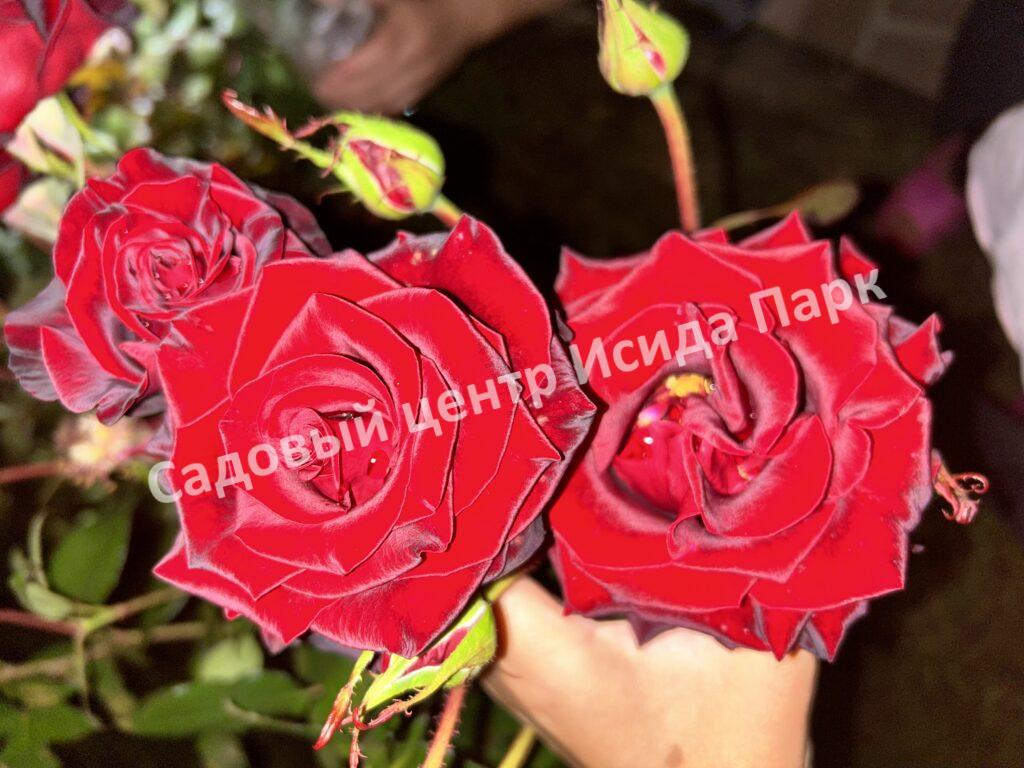 Роза Черный принц (Black Prince)