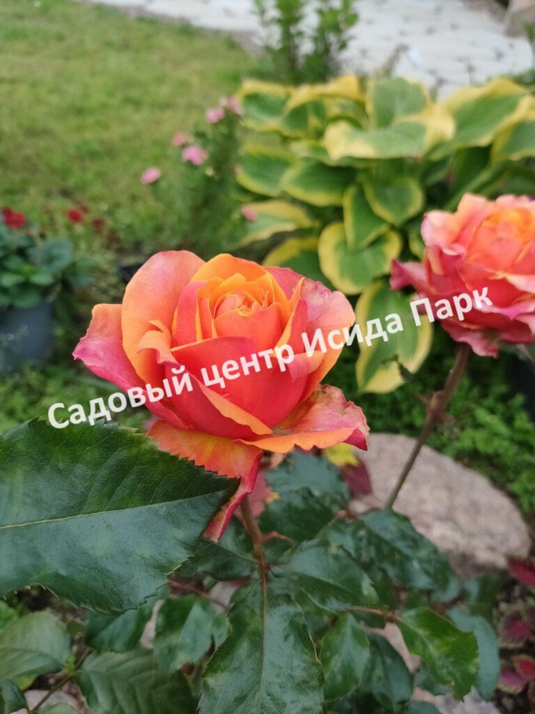 Роза Черри Бренди (Cherry Brandy)