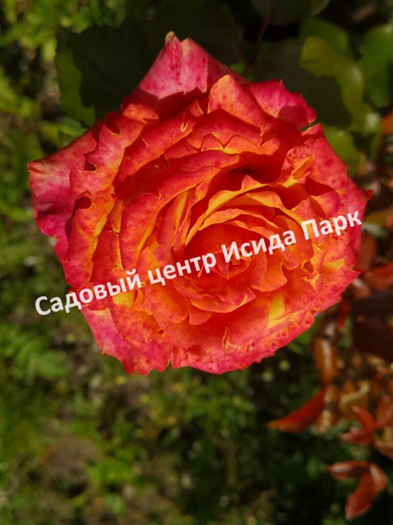 Роза Черри Бренди (Cherry Brandy)