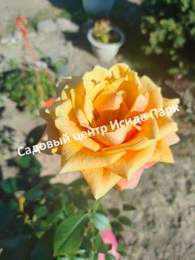 Роза Черри Бренди (Cherry Brandy)
