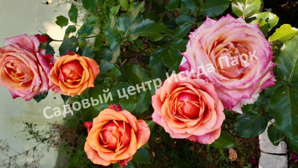 Роза Черри Бренди (Cherry Brandy)