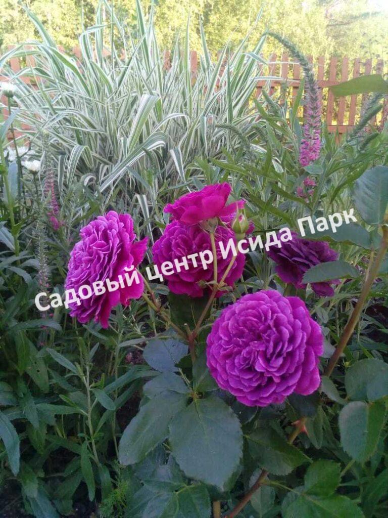 Роза Эбб Тайд (Ebb Tide)