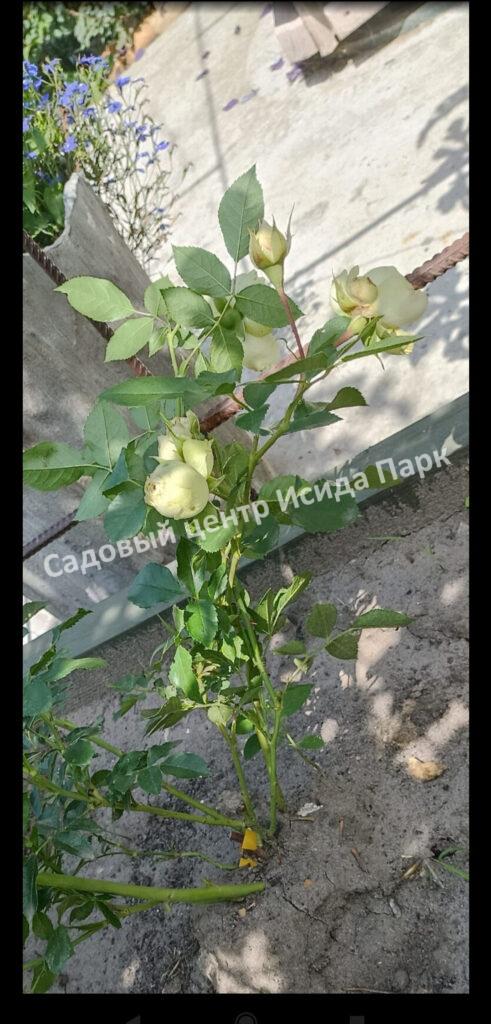 Роза Эльф (Elfe)