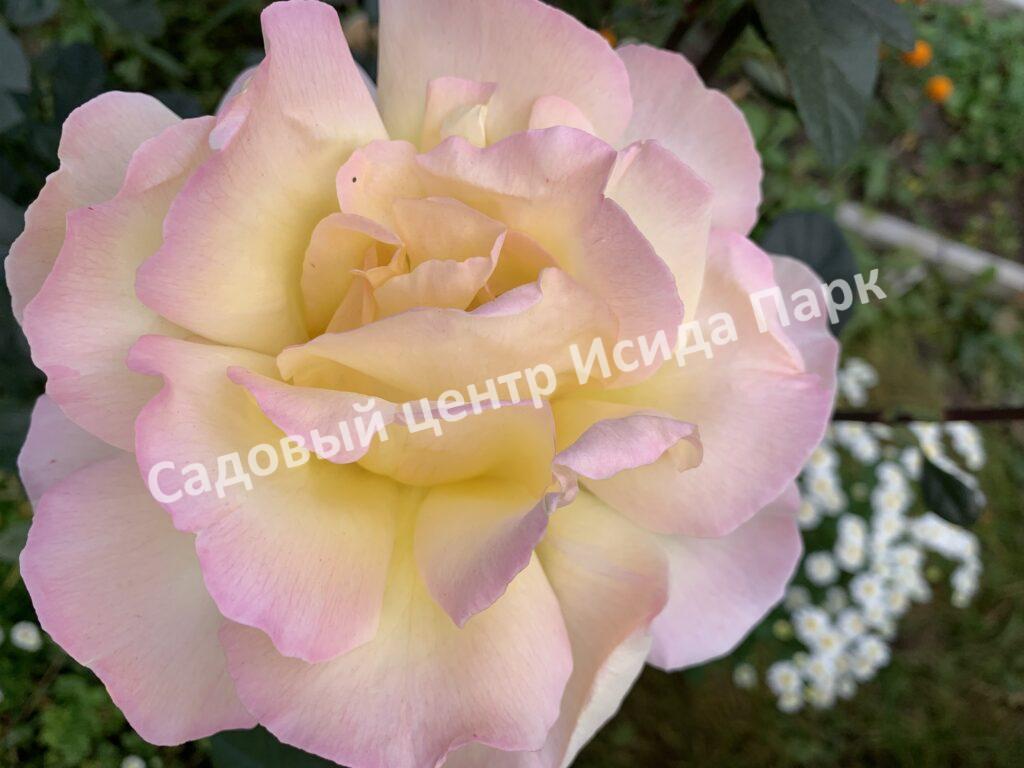 Роза Глория Дей (Gloria Dei)