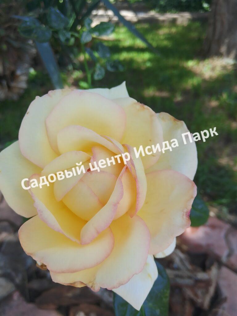 Роза Глория Дей (Gloria Dei)