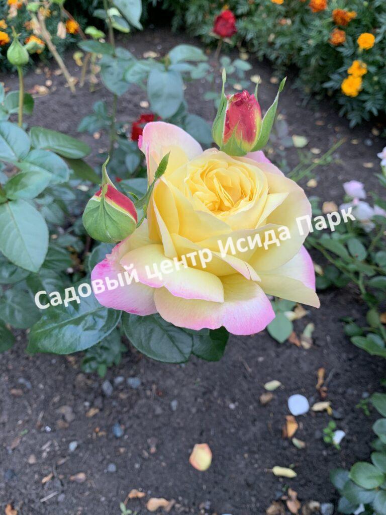 Роза Глория Дей (Gloria Dei)