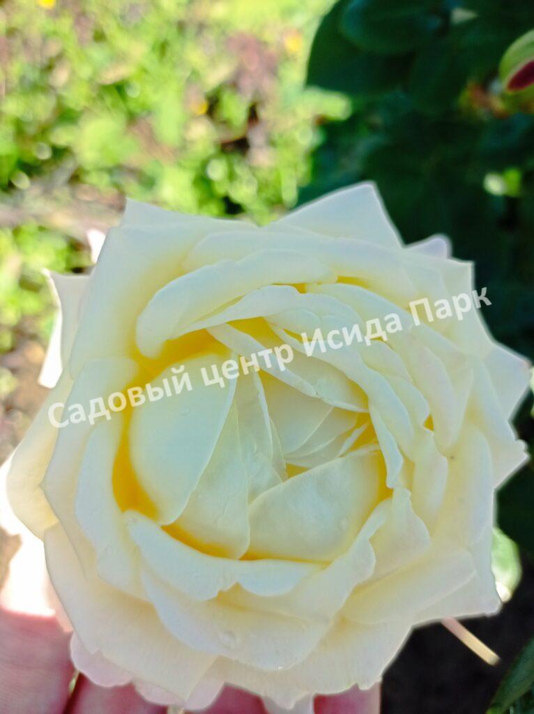 Роза Глория Дей (Gloria Dei)