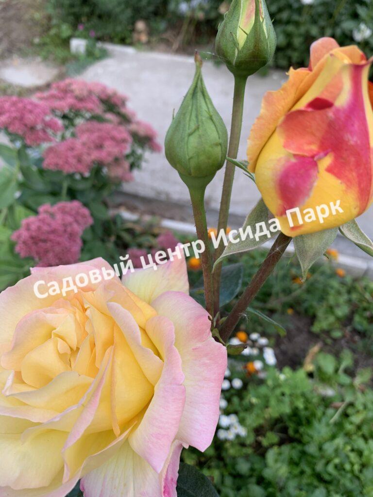 Роза Глория Дей (Gloria Dei)