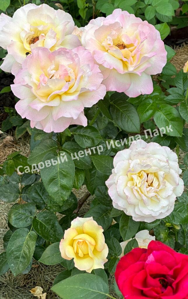 Роза Глория Дей (Gloria Dei)