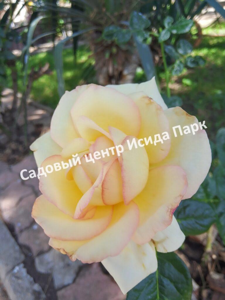 Роза Глория Дей (Gloria Dei)