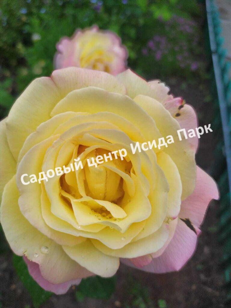 Роза Глория Дей (Gloria Dei)