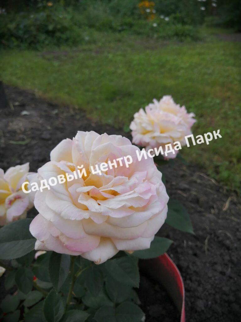 Роза Глория Дей (Gloria Dei)
