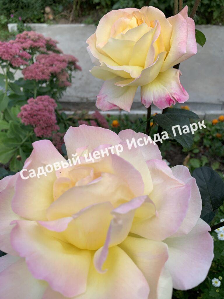 Роза Глория Дей (Gloria Dei)
