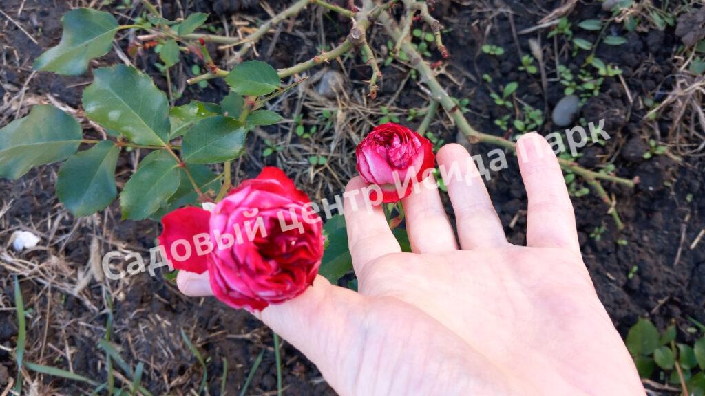 Роза Гранатовый Браслет (Garnet Bracelet)