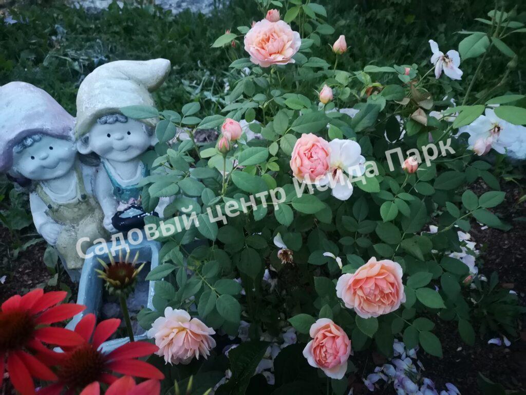 Роза Грейс (Grace)